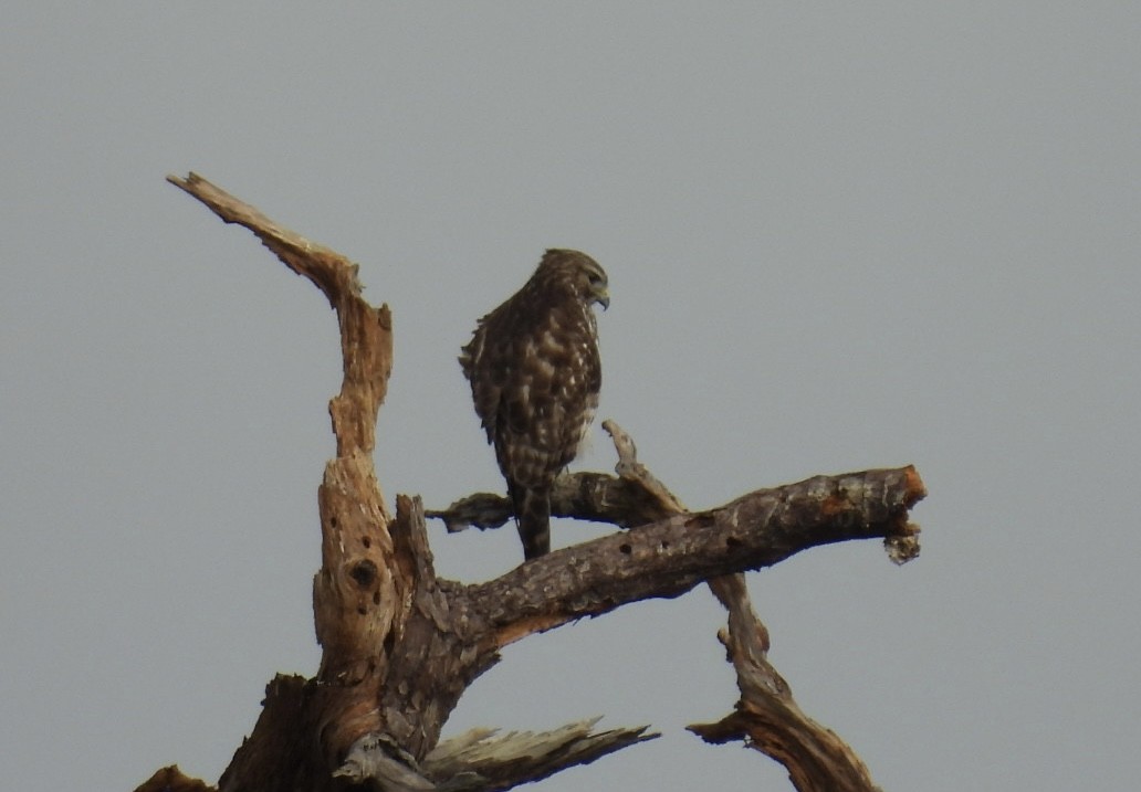 Red-shouldered Hawk - ML646604505