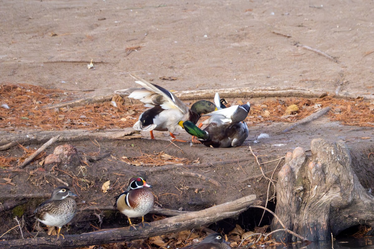 Mallard - ML646604506