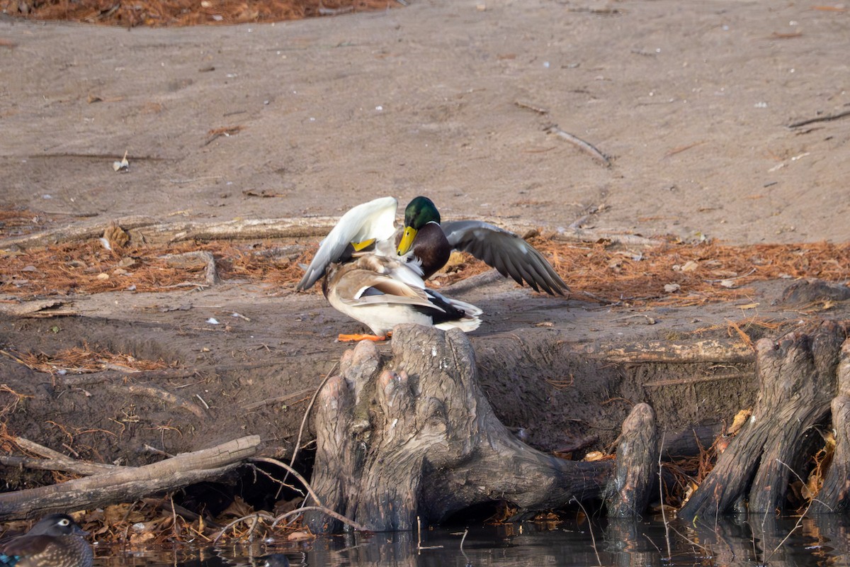 Mallard - ML646604507