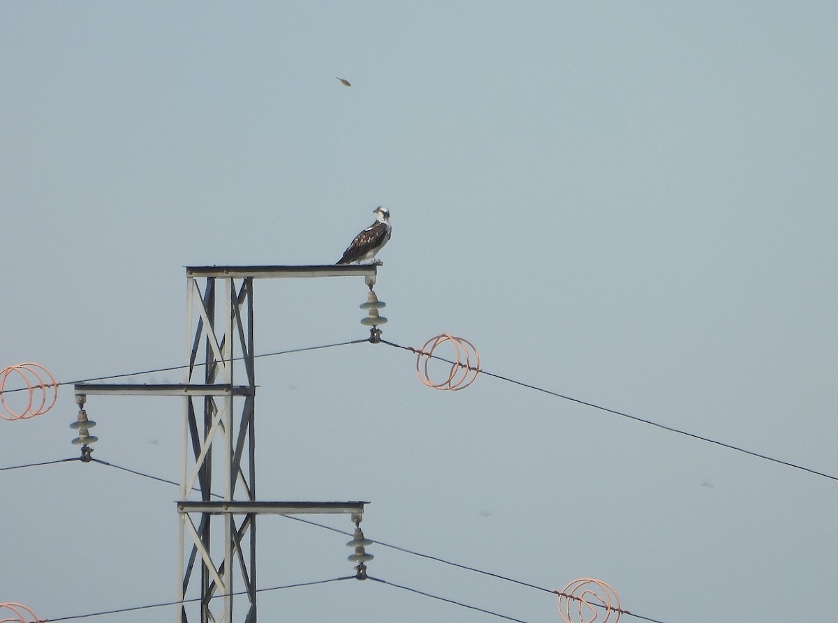 Fischadler - ML646604510