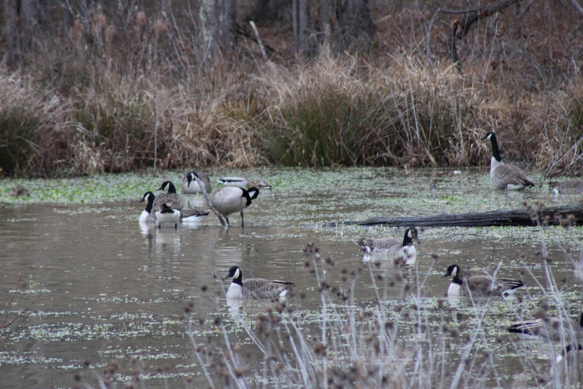 Barnacla Canadiense Grande - ML646604511