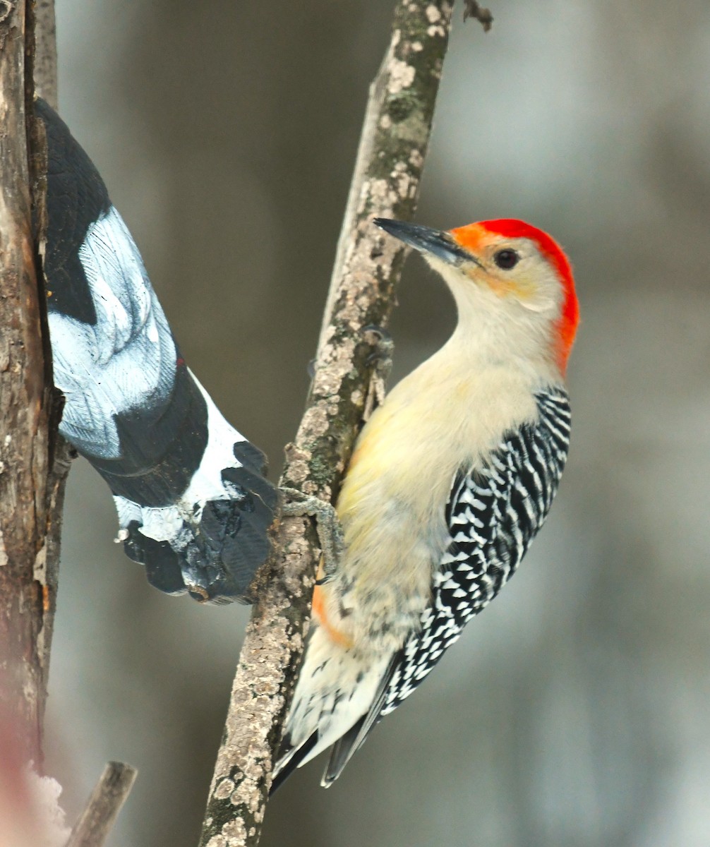 Red-bellied Woodpecker - ML646604512