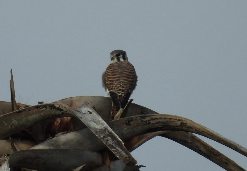 בז אמריקני - ML646604515