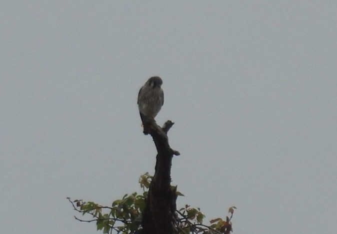 בז אמריקני - ML646604516