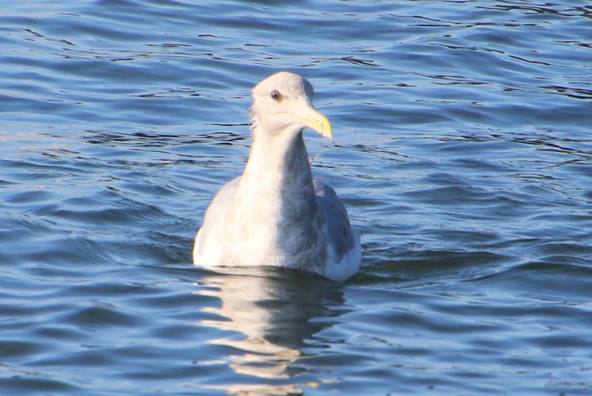 Western x Glaucous-winged Gull (hybrid) - ML646604517