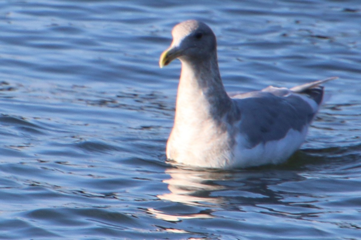 Western x Glaucous-winged Gull (hybrid) - ML646604518