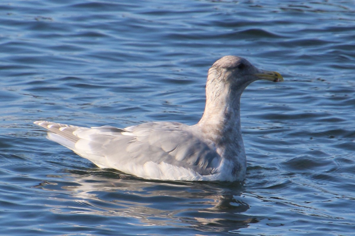 Western x Glaucous-winged Gull (hybrid) - ML646604519