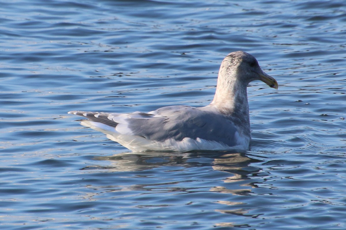 Western x Glaucous-winged Gull (hybrid) - ML646604520