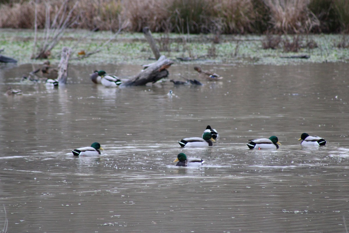 Mallard - ML646604526