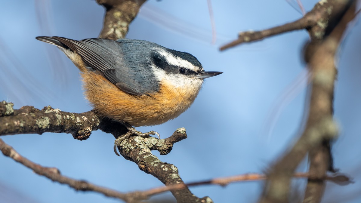 Red-breasted Nuthatch - ML646604532