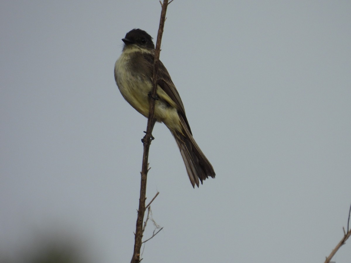 פיבי מזרחית - ML646604533