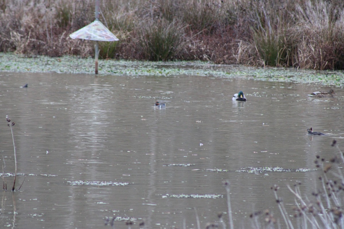 Green-winged Teal - ML646604540