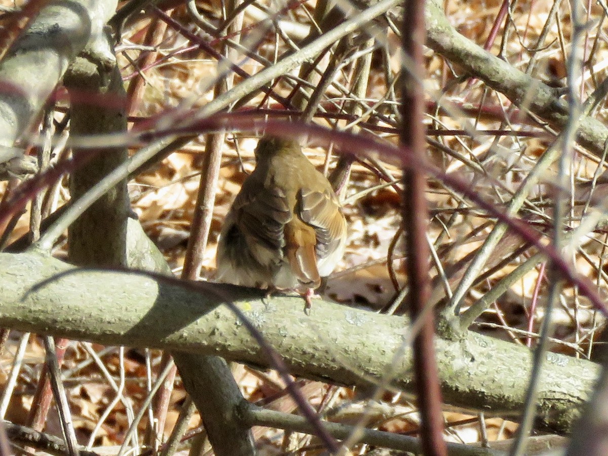 Münzevi Bülbül Ardıcı - ML646604541