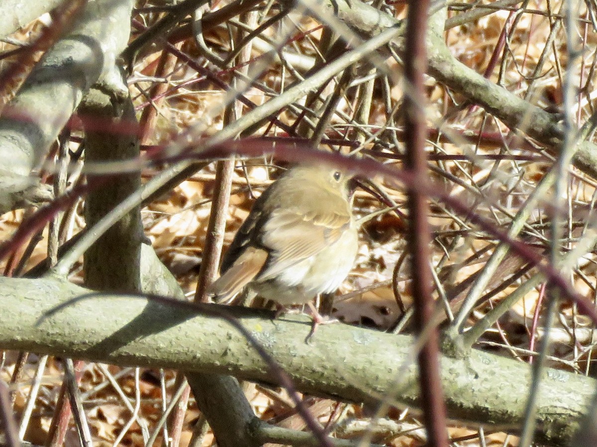 Münzevi Bülbül Ardıcı - ML646604542