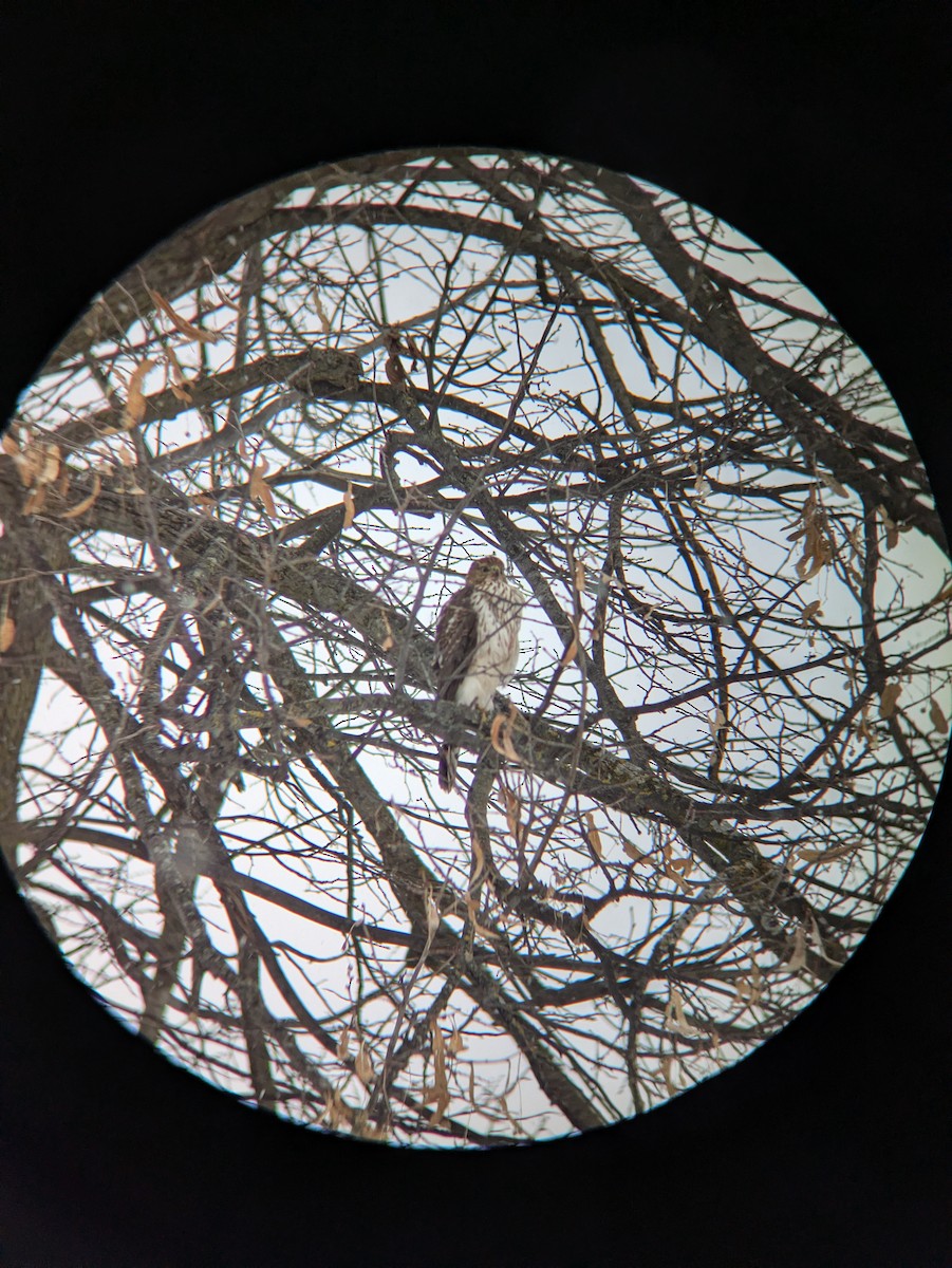 hawk sp. - ML646604543