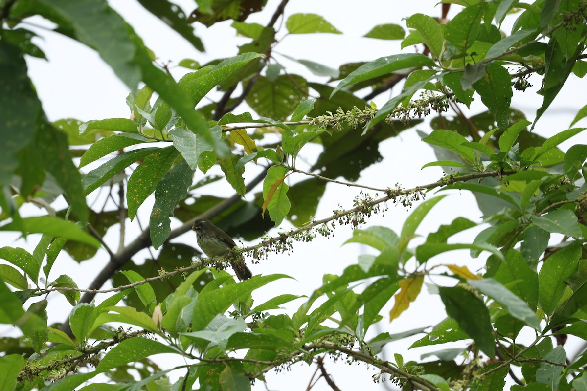 Streaked Saltator - ML646604546