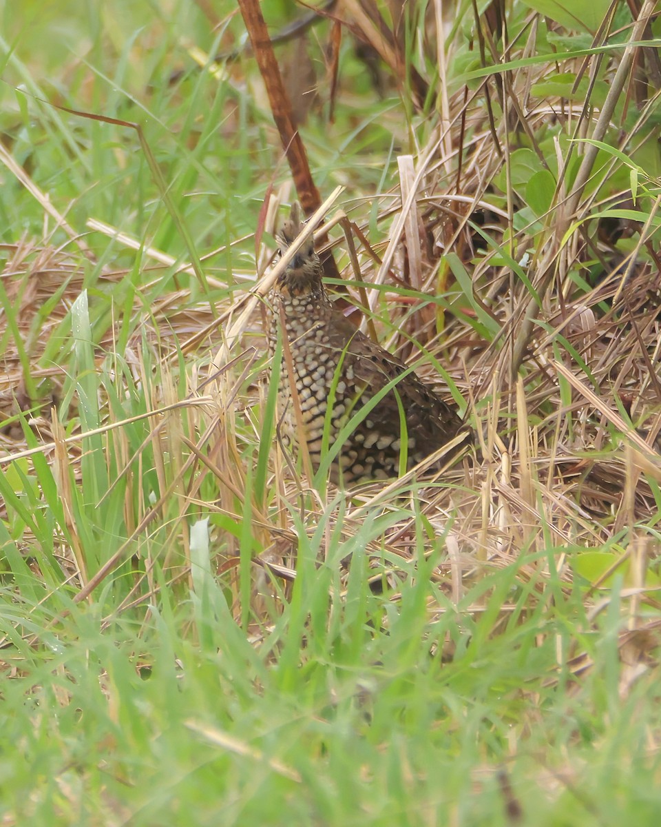 Crested Bobwhite - ML646604547