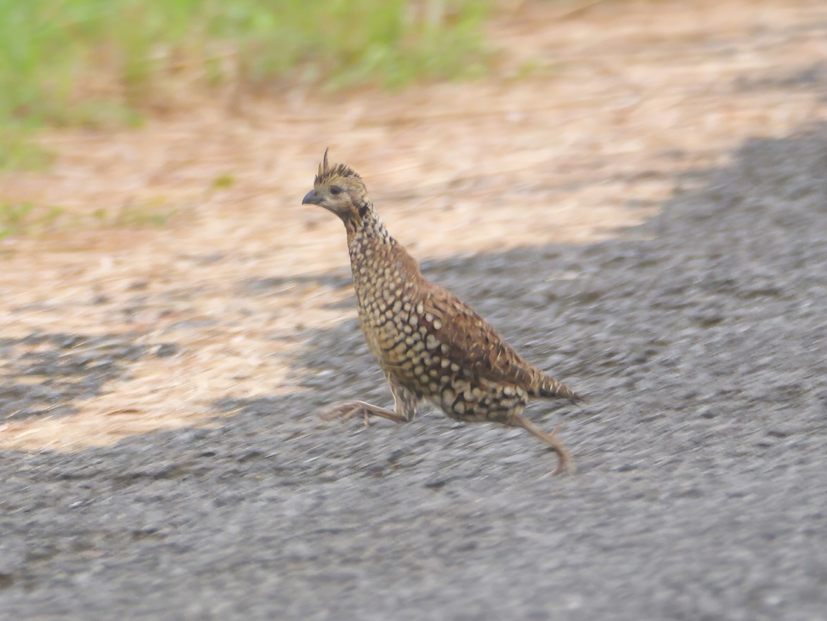 Crested Bobwhite - ML646604548