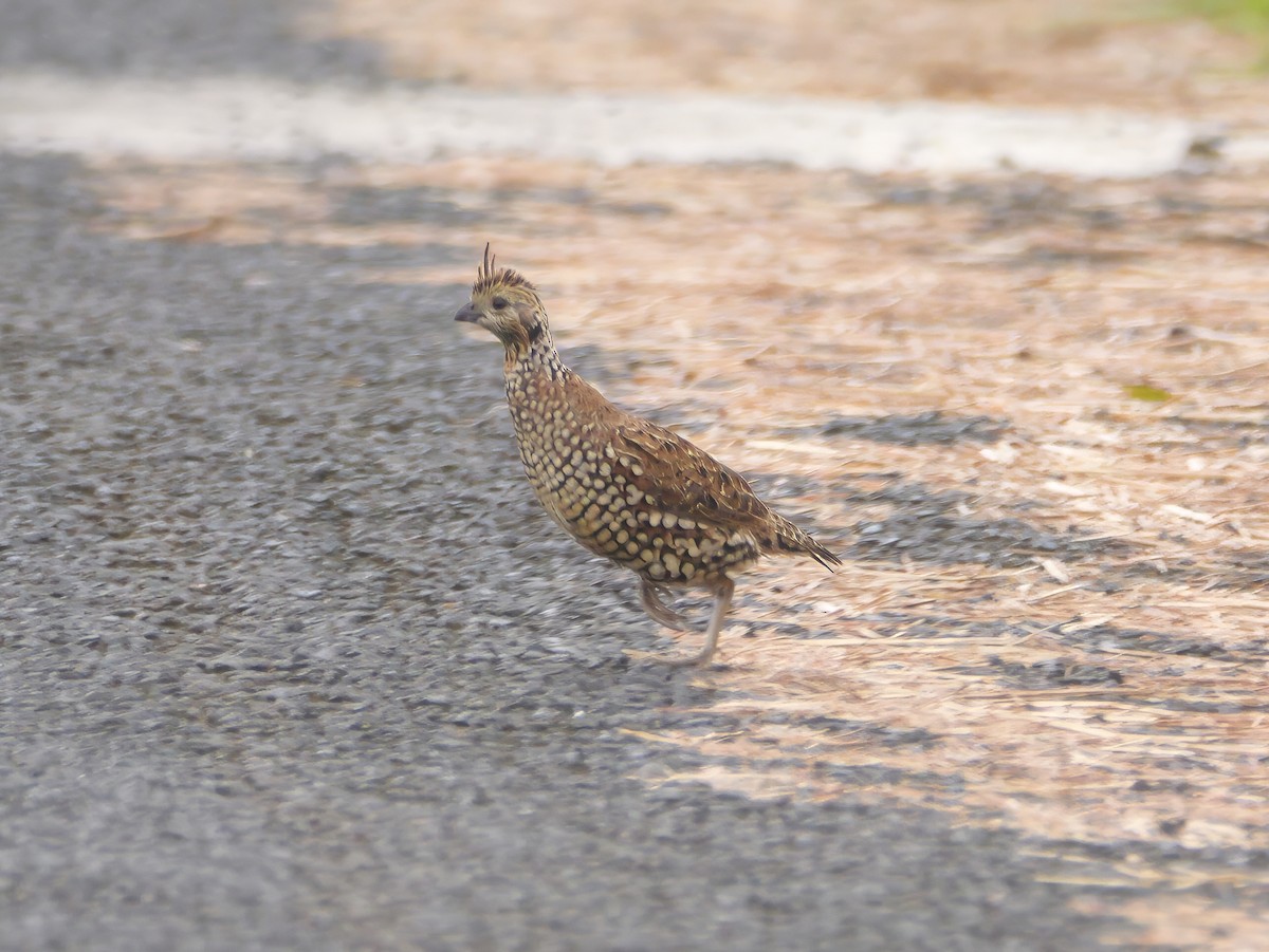 Crested Bobwhite - ML646604549