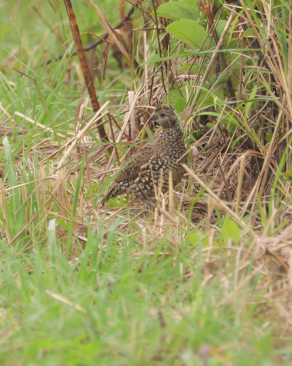 Crested Bobwhite - ML646604550