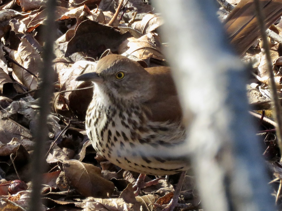 Kahverengi Çöpçü - ML646604551