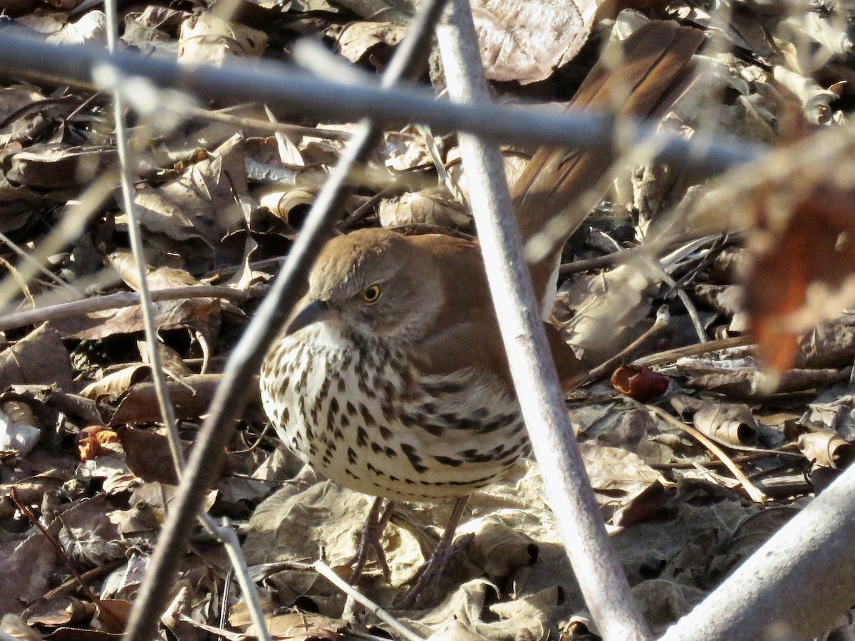 Kahverengi Çöpçü - ML646604553