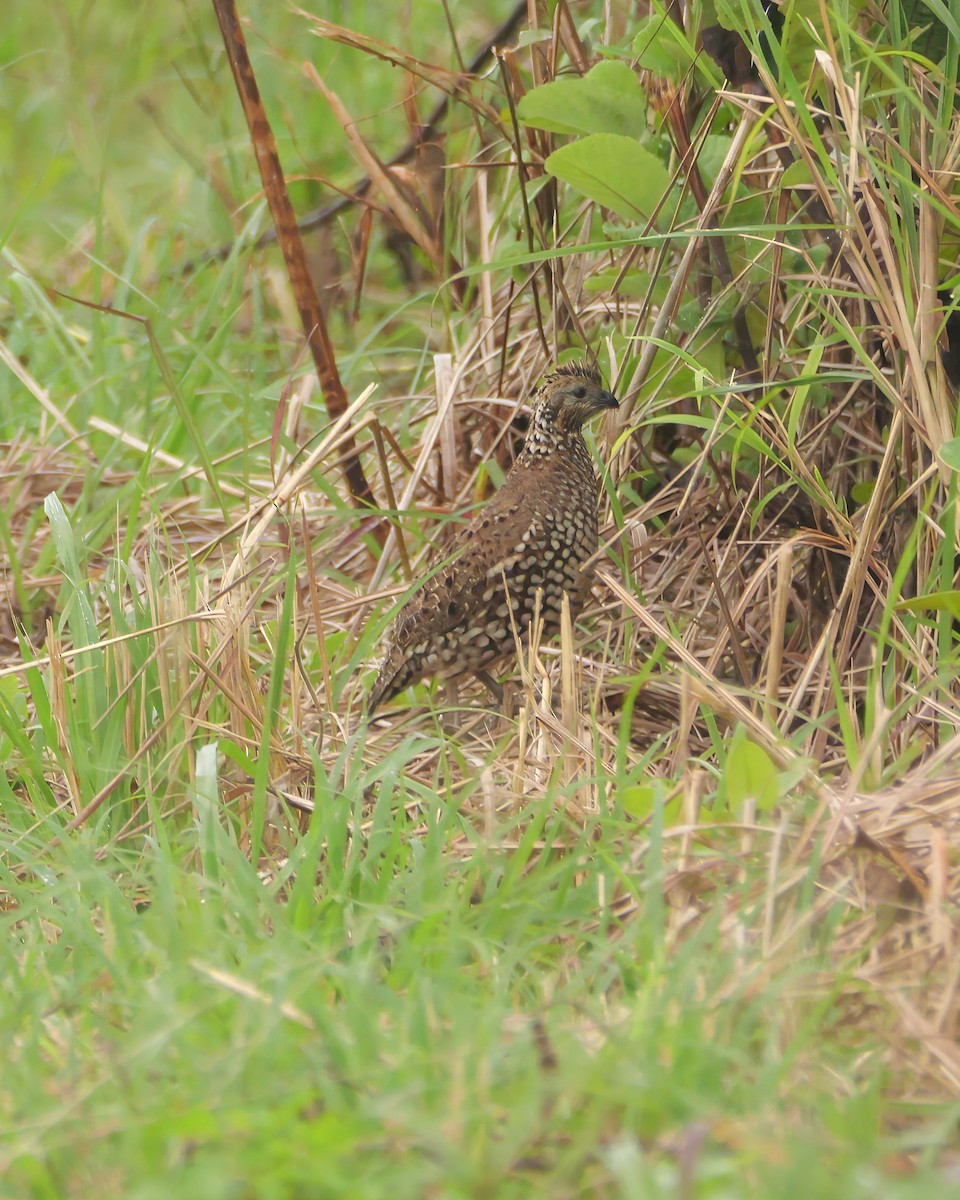 Crested Bobwhite - ML646604554
