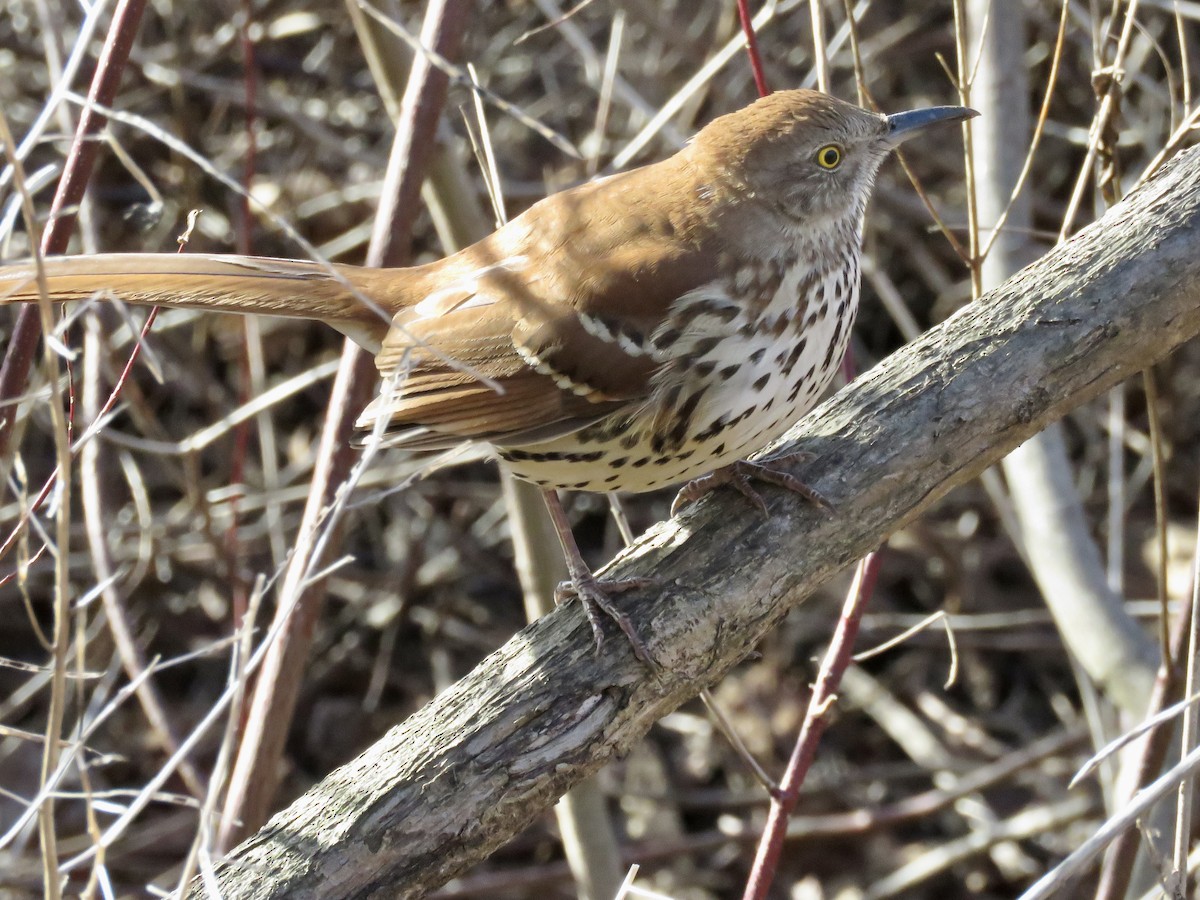 Kahverengi Çöpçü - ML646604555