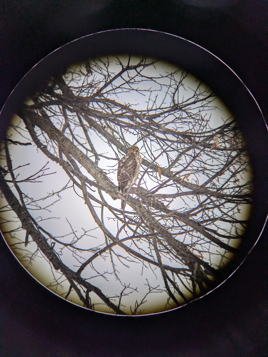 hawk sp. - ML646604557