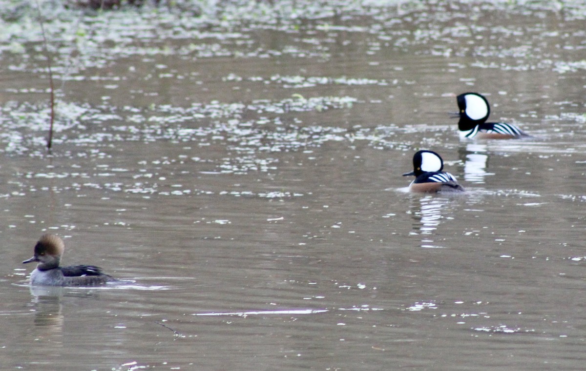 Hooded Merganser - ML646604558