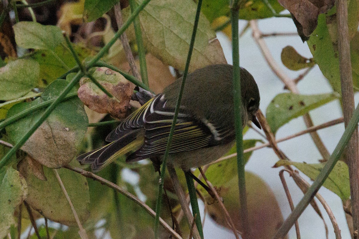 králíček americký - ML646604559