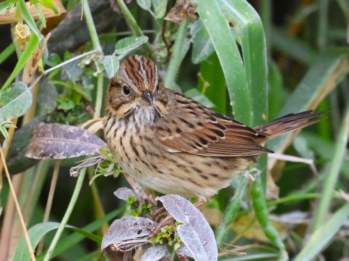 Lincoln's Sparrow - ML646604560