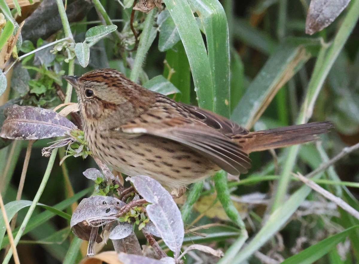 Lincoln's Sparrow - ML646604561