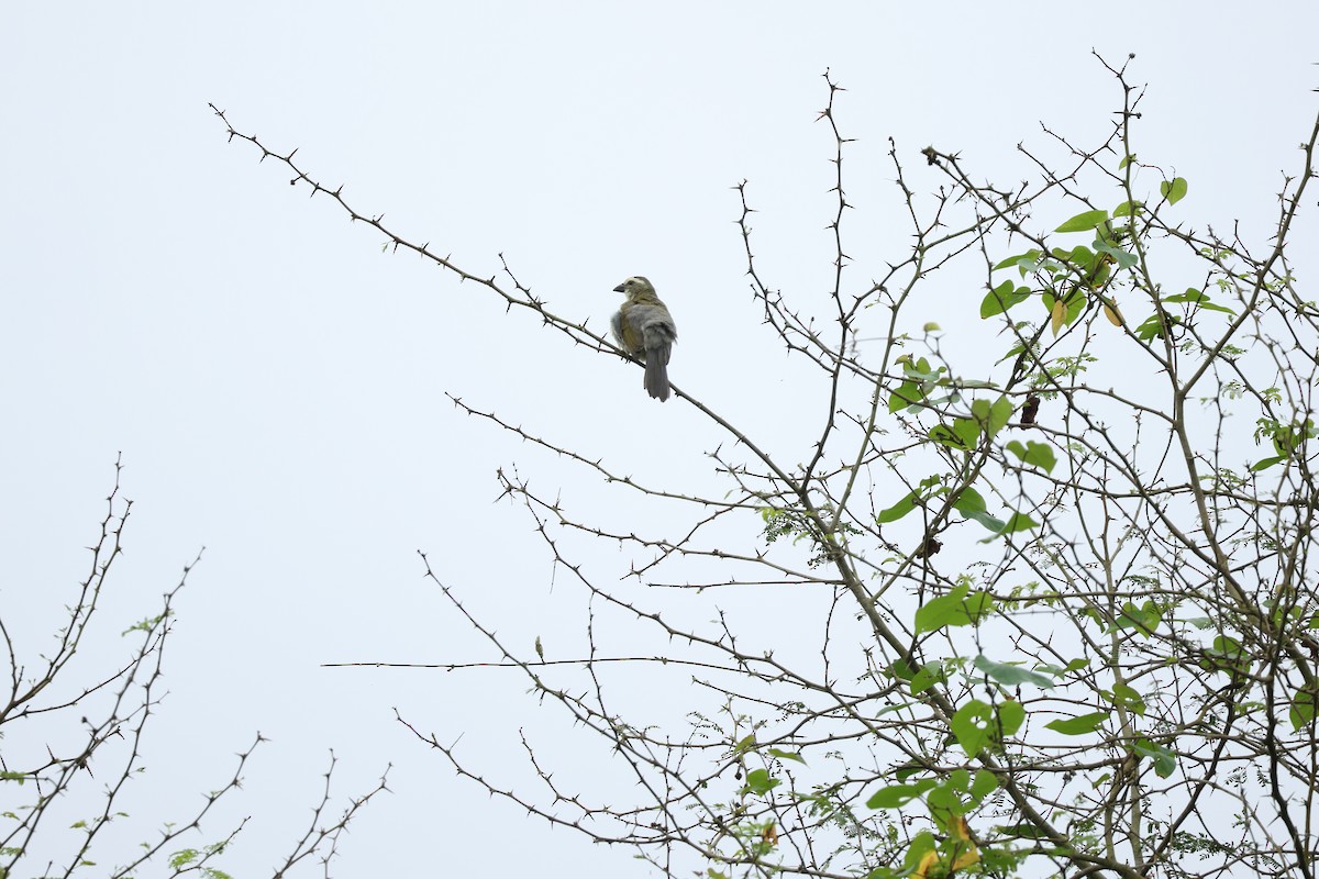 Streaked Saltator - ML646604562