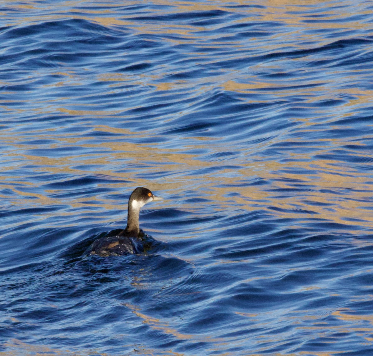 Eared Grebe - ML646604564