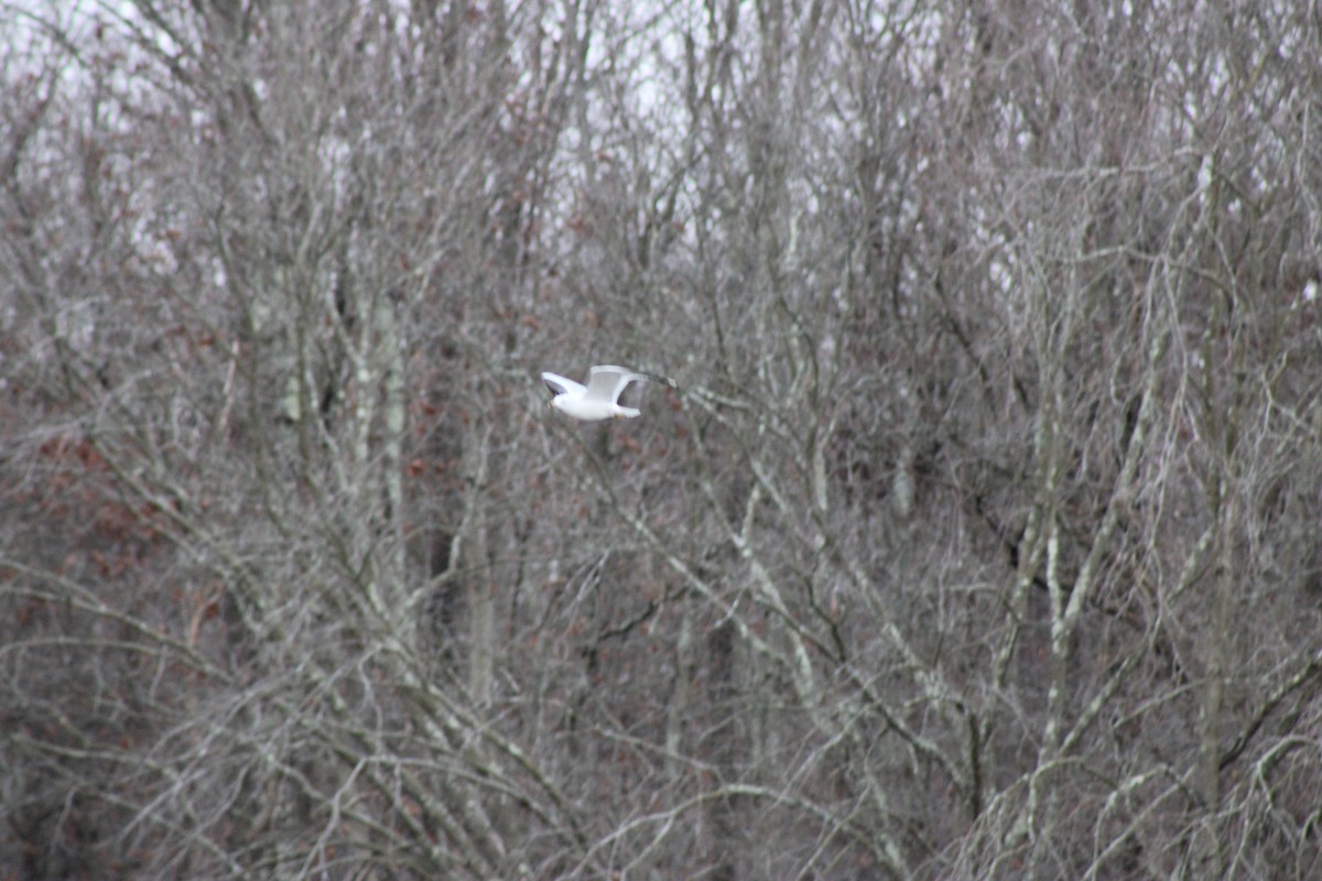 Ring-billed Gull - ML646604566