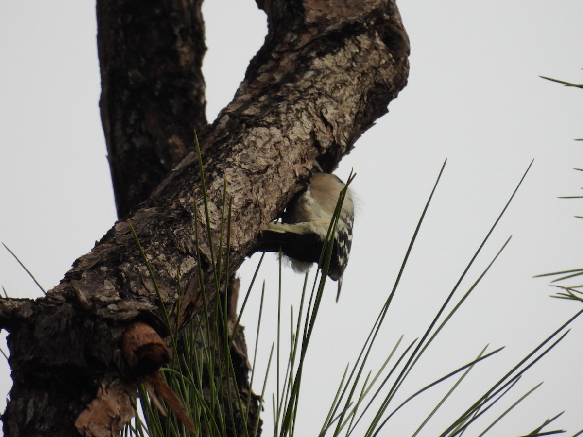 Downy Woodpecker - ML646604567