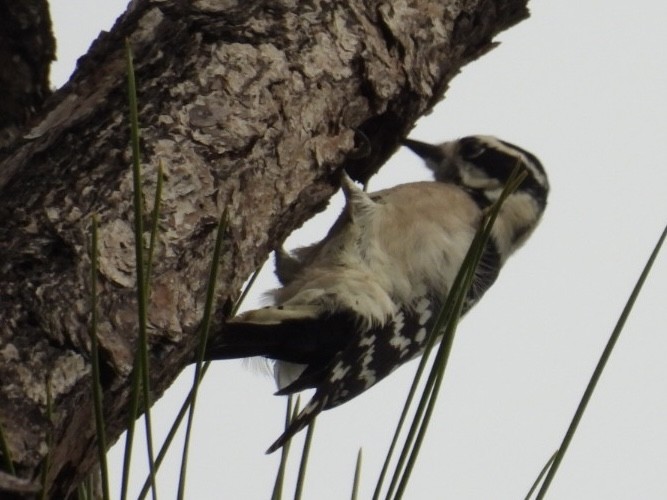 Downy Woodpecker - ML646604568