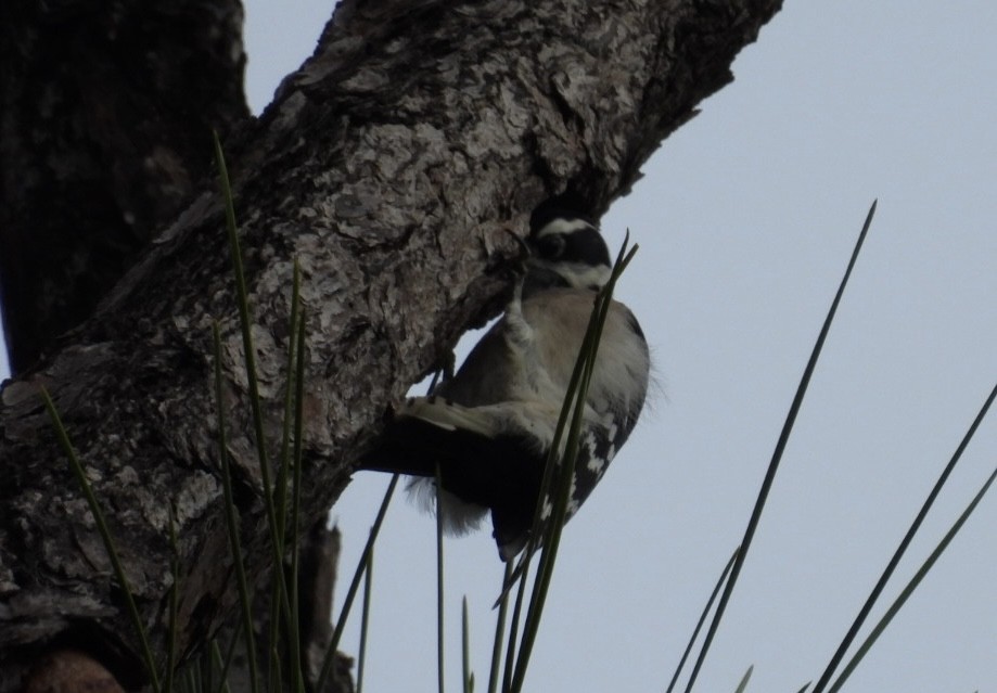 Downy Woodpecker - ML646604569