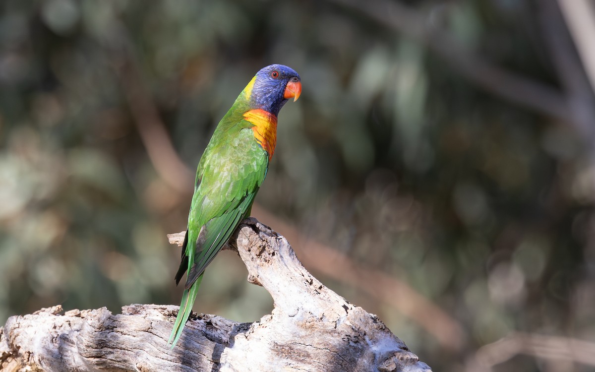 Rainbow Lorikeet - ML646604573