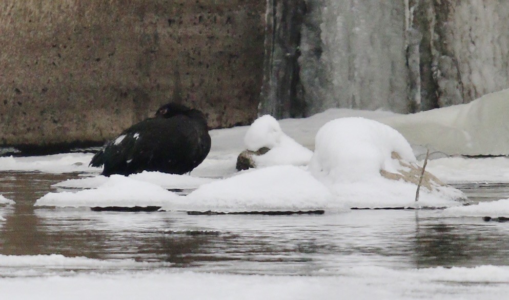 Muscovy Duck (Domestic type) - ML646604575