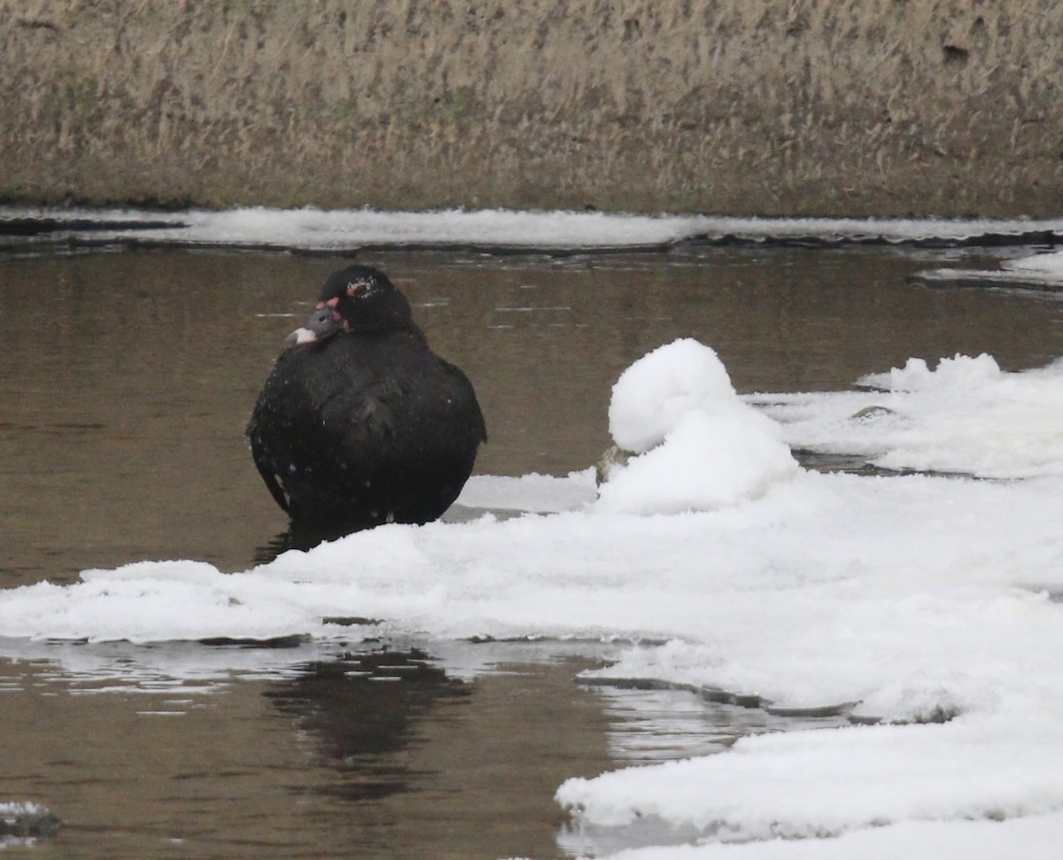 Muscovy Duck (Domestic type) - ML646604576
