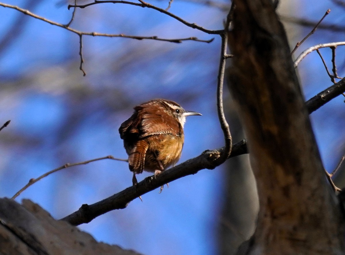 Carolina Wren - ML646604578
