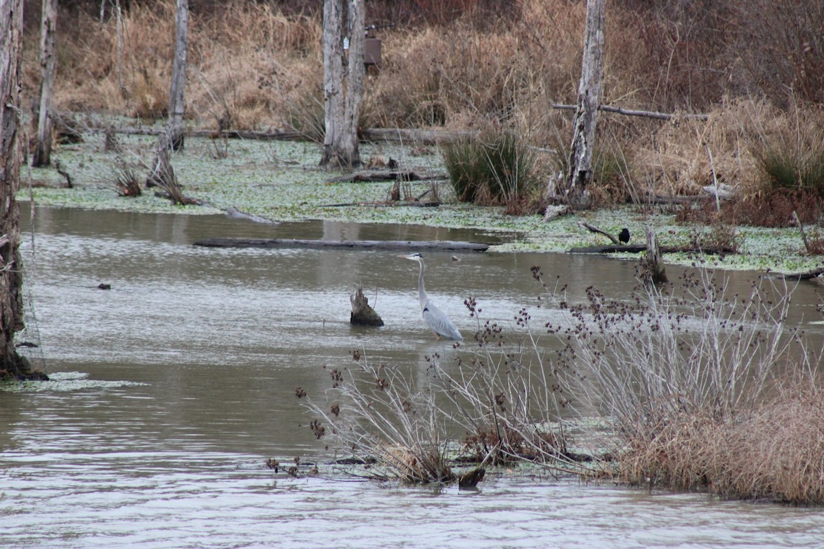 Great Blue Heron - ML646604579