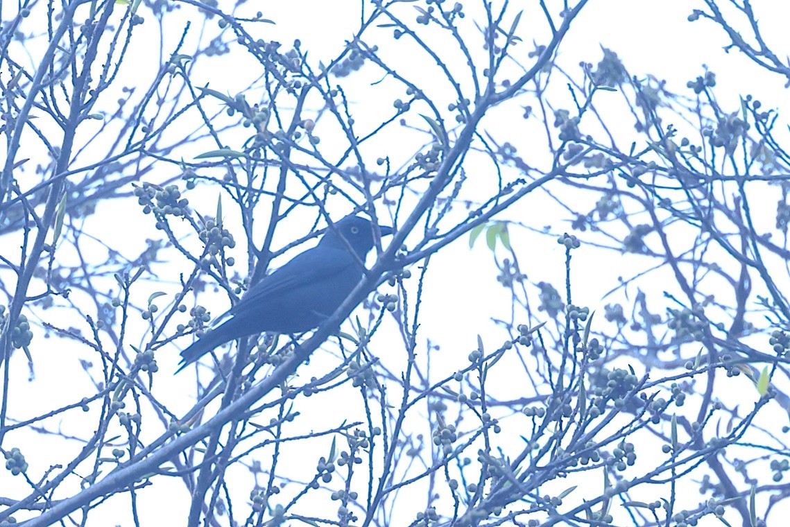 Oruguero de Melanesia - ML646604580