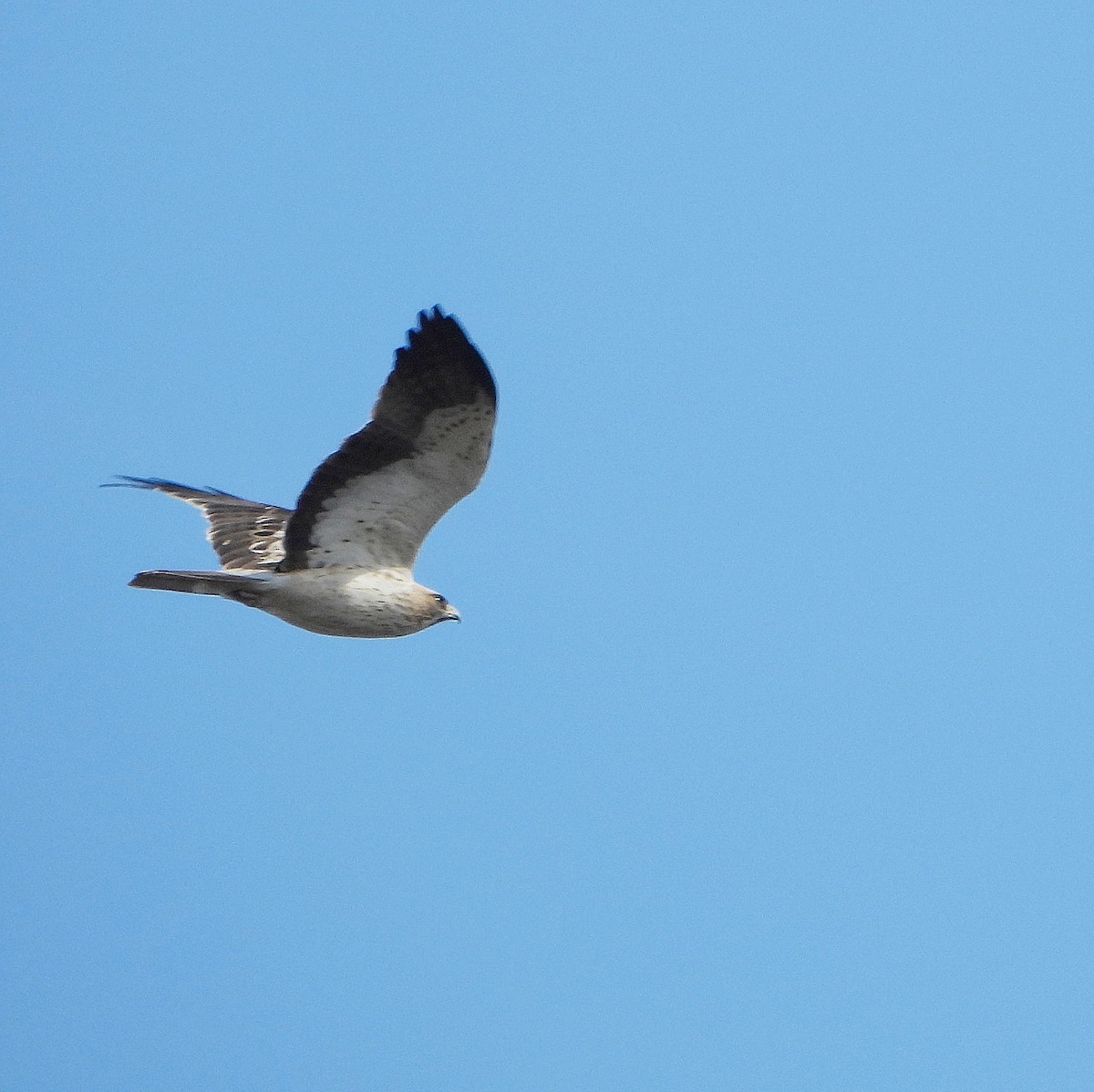 靴隼鵰 - ML646604581