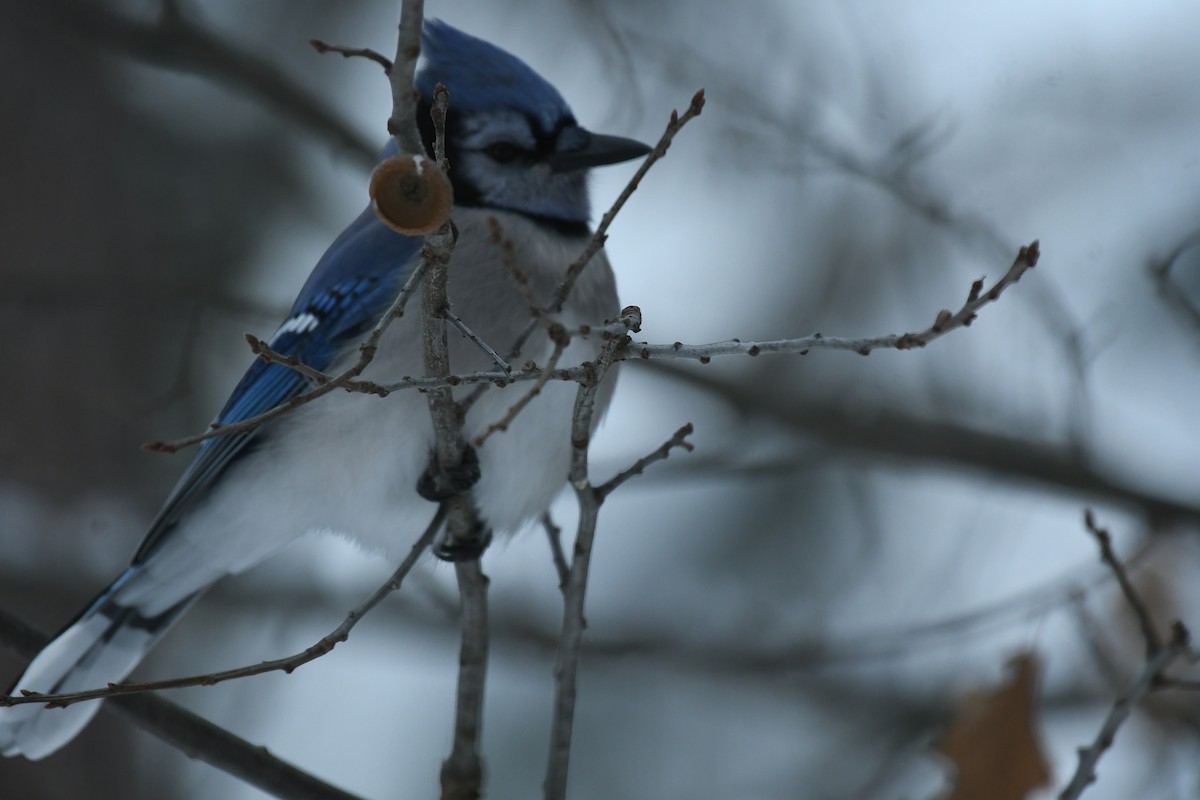 Blue Jay - ML646604594