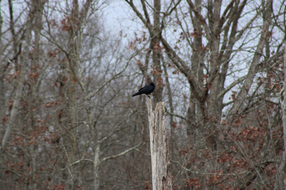 American Crow - ML646604595