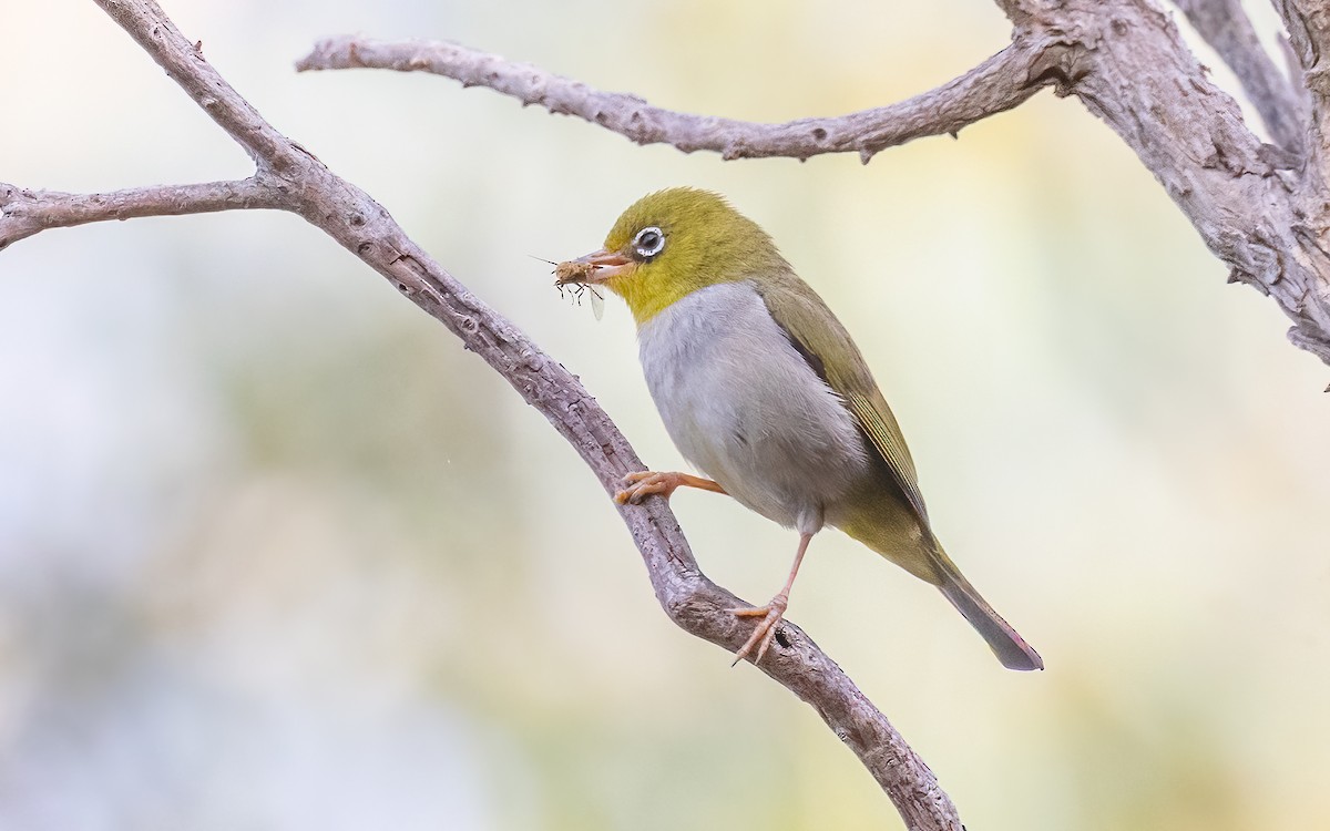 Silvereye - ML646604597