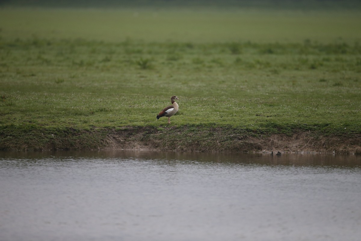 Egyptian Goose - ML646604598